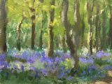 Bluebells at Tehidy Woods
