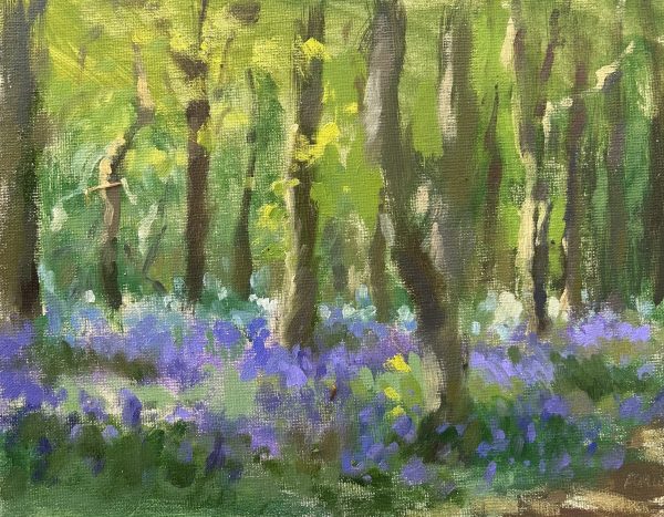 Bluebells at Tehidy Woods