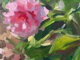 Garden Peony sketch