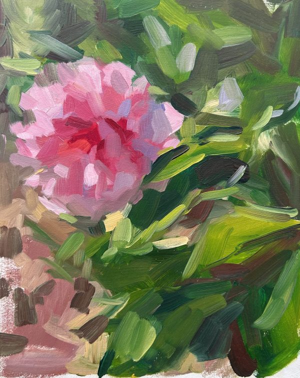 Garden Peony sketch