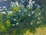 Morning shaded light in the garden