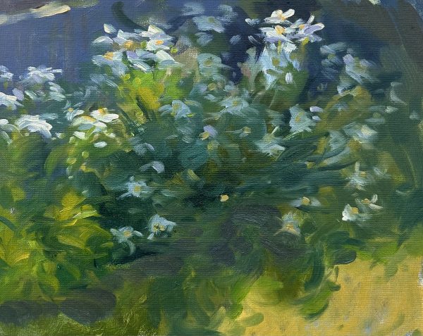 Morning shaded light in the garden